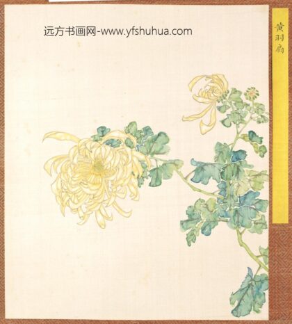 清 清人菊谱册.jpg