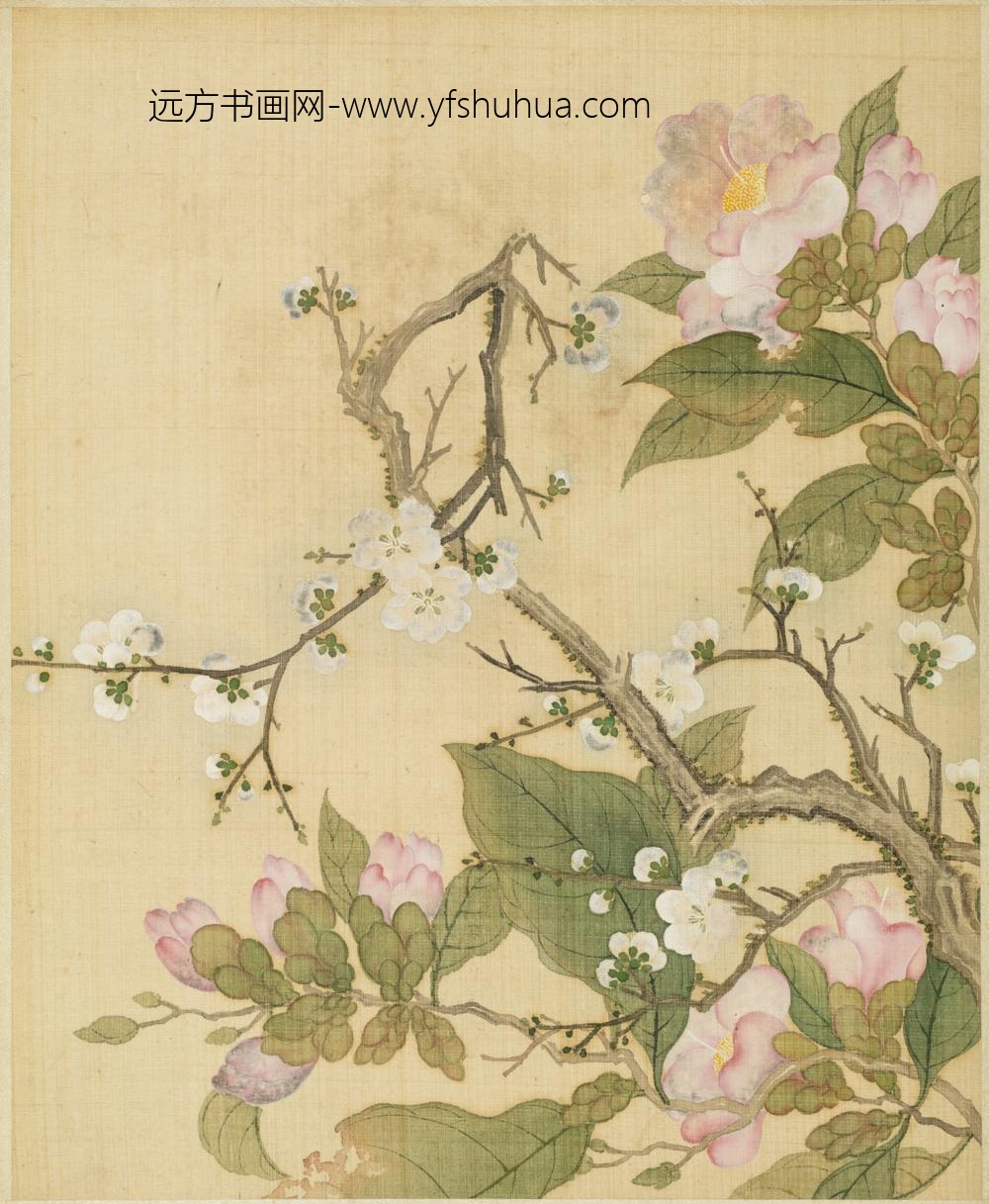 清-范廷镇花卉图册-