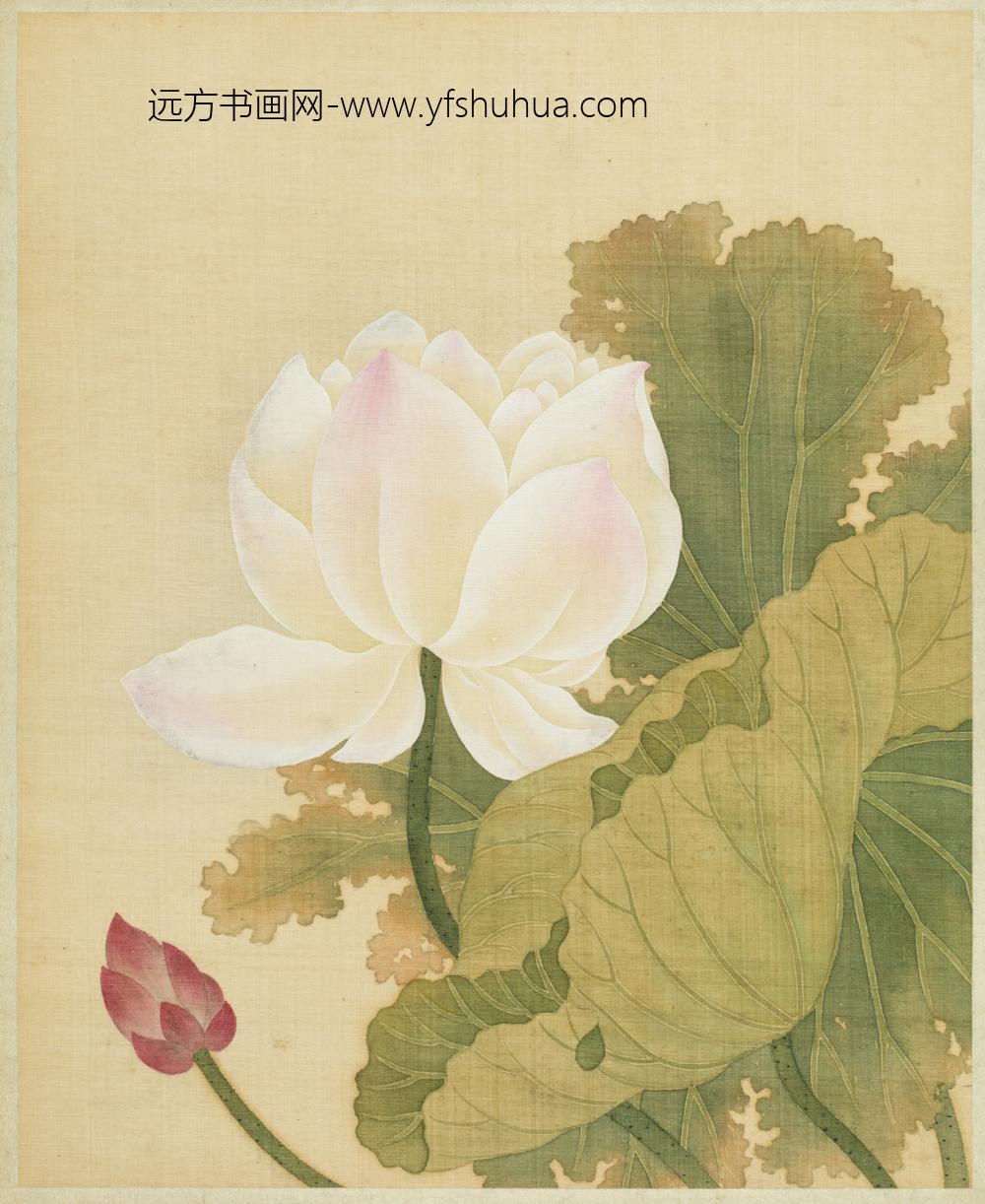 清-范廷镇花卉图册-