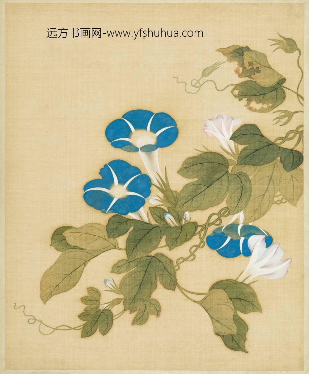 清-范廷镇花卉图册-