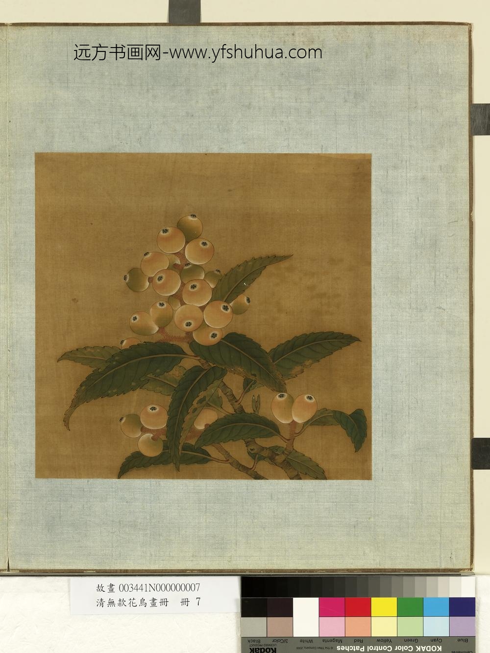 清无款花鸟画册册-枇杷