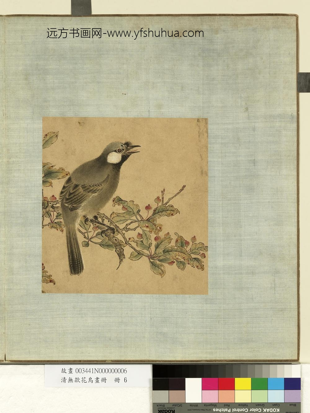 清无款花鸟画册册-笑鸫