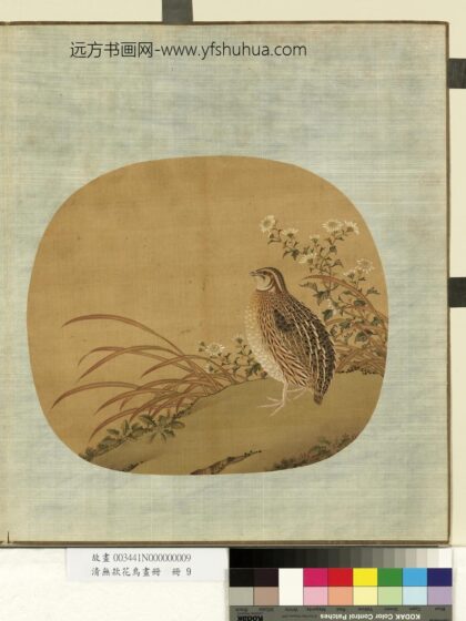 清无款花鸟画册册 菊草.jpg