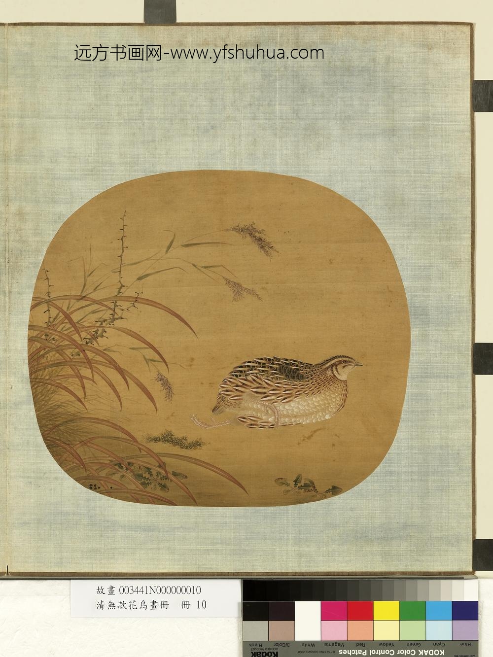 清无款花鸟画册册-鹌鹑
