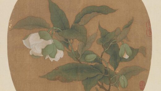 宋 纨扇画册 宋人白茶花图页.jpg