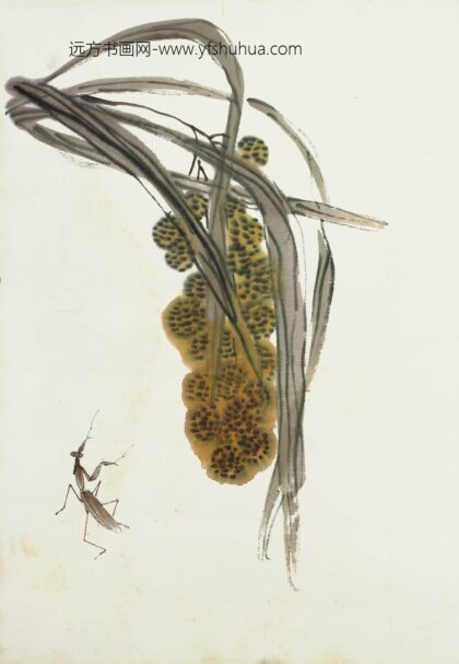 齐白石 叶隐闻声 花卉工笔草虫册 谷穗螳螂.jpg