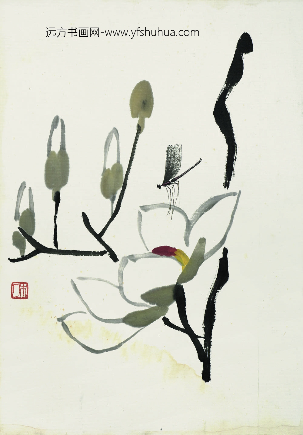 齐白石_叶隐闻声-花木工笔草虫册-玉兰蜻蜓