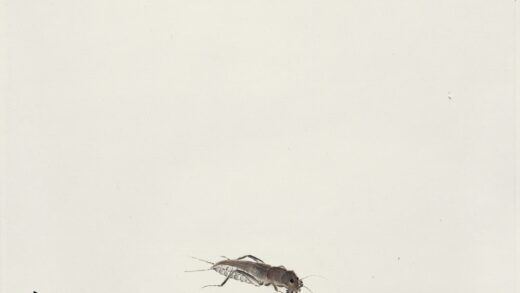 齐白石 昆虫册页 蝼蛄.jpg