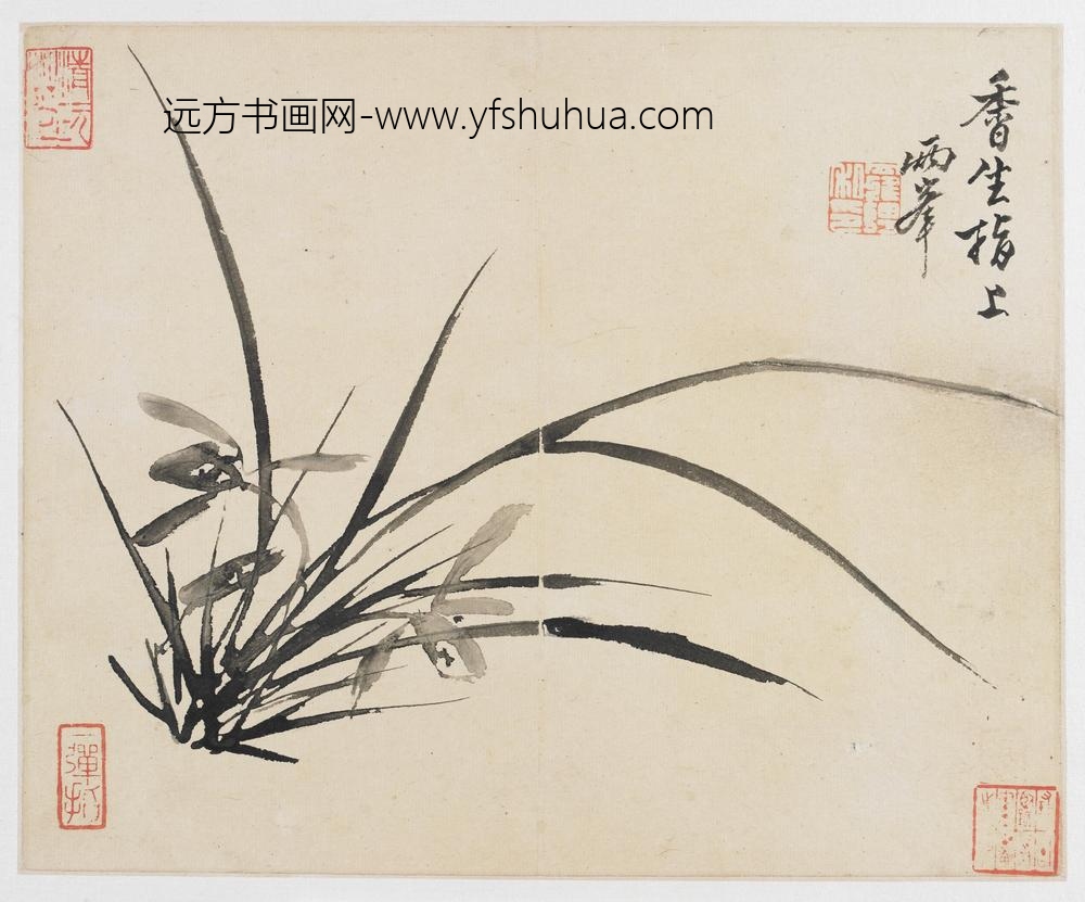 罗聘_山水花鸟册之兰花