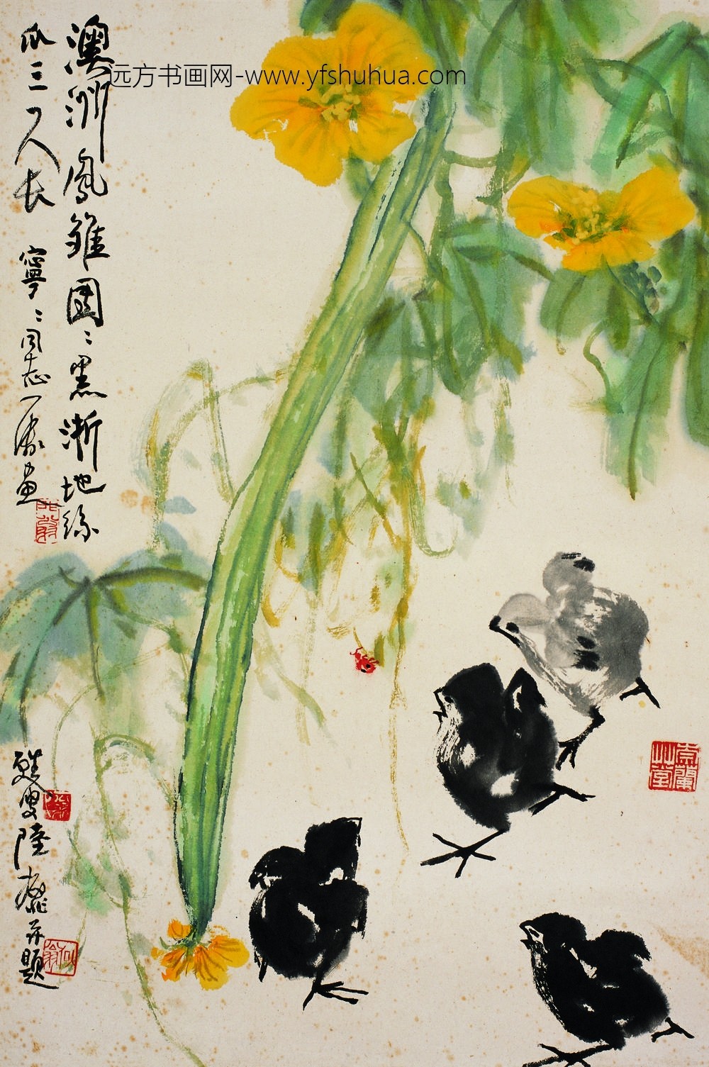 陆抑非_澳洲凤雏
