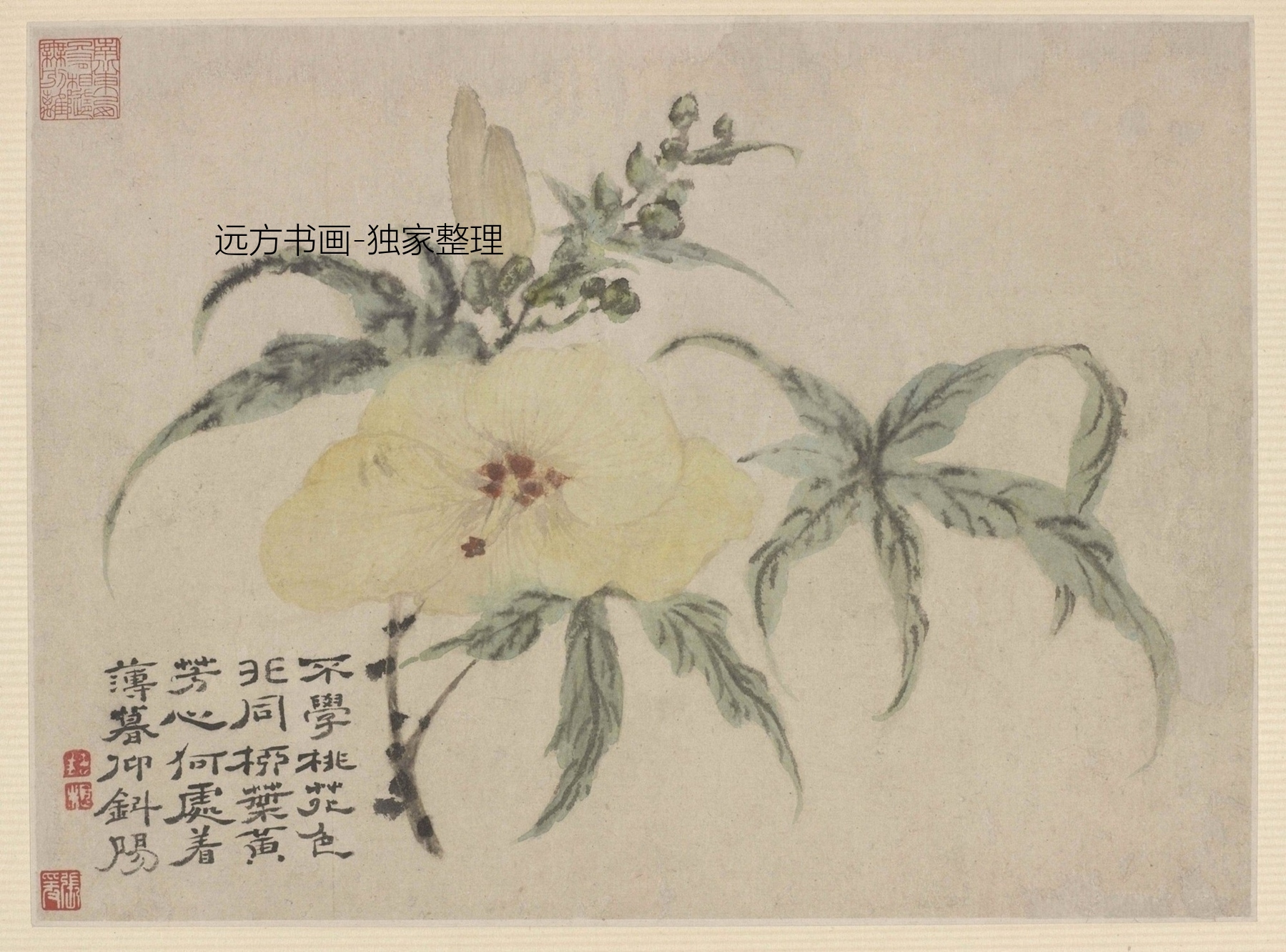 清朝代【石涛】《花鸟图册10帧（10开）》TIF高清大图中国画古画素材下载